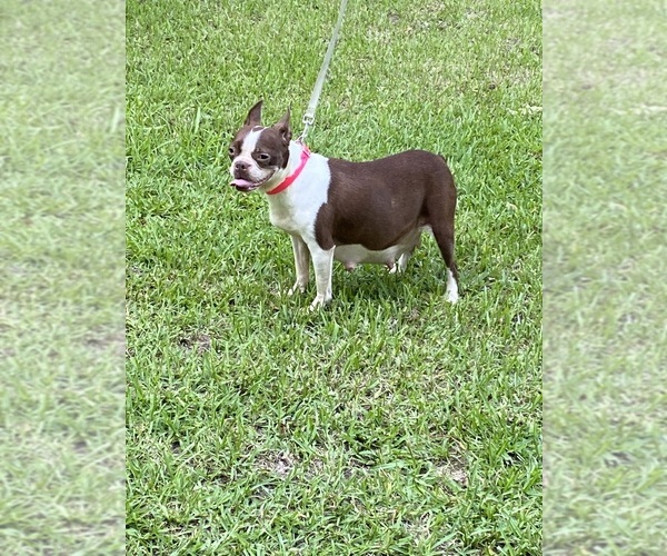 Medium Photo #1 Boston Terrier Puppy For Sale in EL DORADO, AR, USA