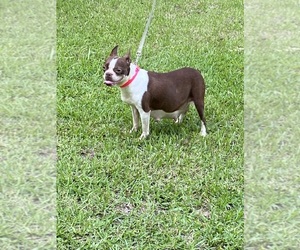 Mother of the Boston Terrier puppies born on 06/16/2025
