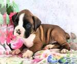 Puppy Puppy 8 Boxer
