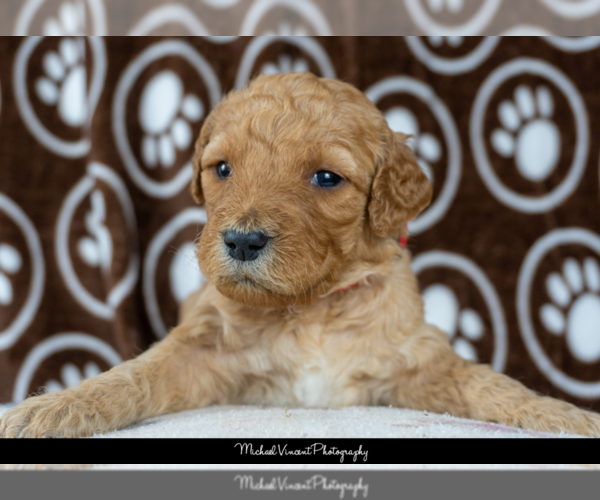 Medium Photo #11 Goldendoodle Puppy For Sale in ESCOHEAG, RI, USA