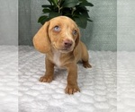 Small Dachshund