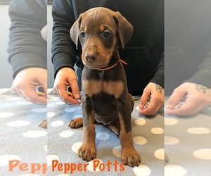 Doberman Pinscher Puppy for sale in CLARKS HILL, IN, USA