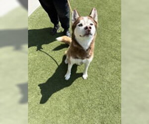 Siberian Husky Dogs for adoption in Salinas, CA, USA