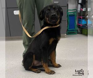 Ray - Male Labrador Retriever-Unknown Mix Dog for Adoption - Photo #2