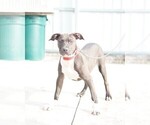 Small Photo #3 American Bully Puppy For Sale in MIAMI GARDENS, FL, USA
