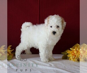 Goldendoodle (Miniature) Puppy for sale in GORDONVILLE, PA, USA