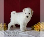 Small Goldendoodle (Miniature)