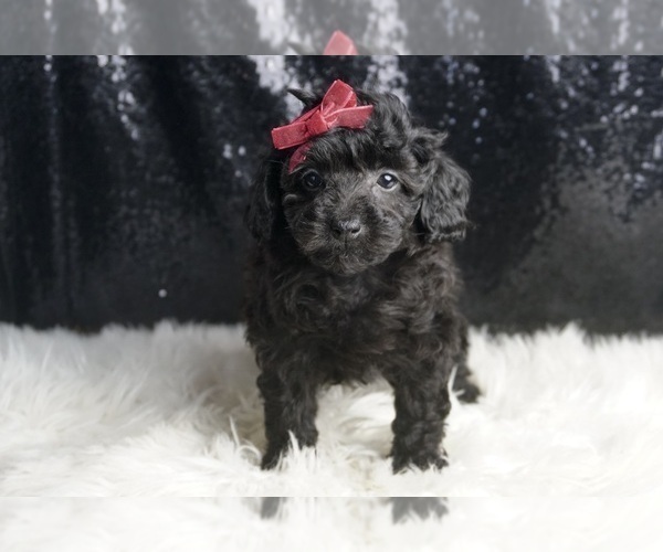 Medium Photo #3 Poodle (Toy) Puppy For Sale in WARSAW, IN, USA