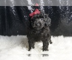 Small Photo #47 Poodle (Toy) Puppy For Sale in WARSAW, IN, USA