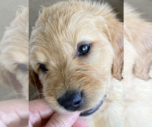 Medium Photo #2 Goldendoodle Puppy For Sale in WALNUT GROVE, MO, USA