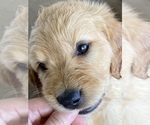 Small Photo #2 Goldendoodle Puppy For Sale in WALNUT GROVE, MO, USA