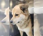 JUNIOR - Male Collie-Unknown Mix Dog for Adoption - Small photo