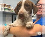 Small #2 Dachshund-Pointer Mix