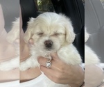 Small Photo #1 Maltipoo Puppy For Sale in HIALEAH, FL, USA