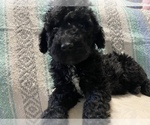 Small Photo #11 Goldendoodle Puppy For Sale in DENVER, NC, USA