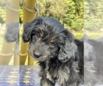 Small Photo #1 Aussiedoodle-Aussiedoodle Miniature  Mix Puppy For Sale in MONTECITO, CA, USA