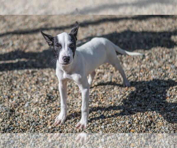 Medium Photo #3 Mutt Puppy For Sale in Hilton Head, SC, USA
