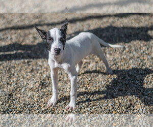 Bob - Male Mutt Dog for Adoption - Photo #3