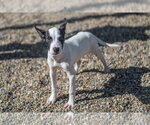 Small Photo #3 Mutt Puppy For Sale in Hilton Head, SC, USA