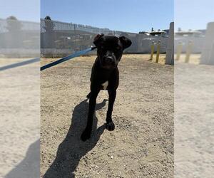 American Pit Bull Terrier Dogs for adoption in Bakersfield, CA, USA