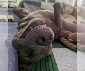 Charlie Chaplin - Male Goldmaraner Dog for Adoption - Photo #2
