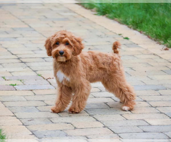 Medium Photo #1 Goldendoodle mix (+ Poodle Miniature) Puppy For Sale in SYRACUSE, IN, USA