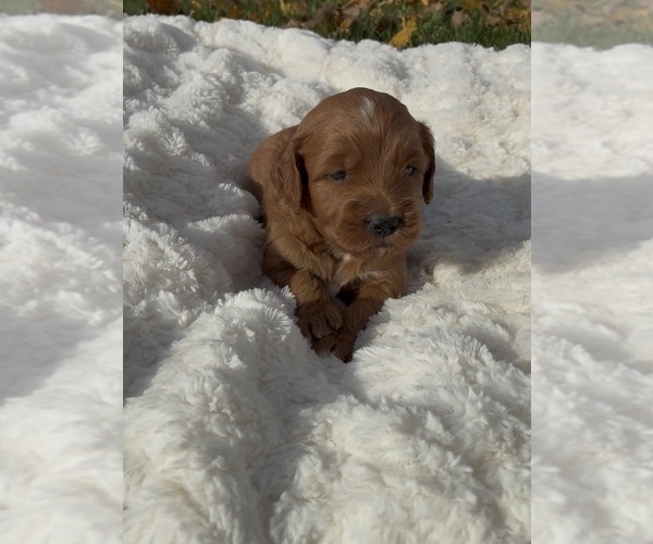 Medium Photo #2 Goldendoodle (Miniature) Puppy For Sale in RANDOLPH, WI, USA