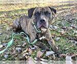 Small #1 American Pit Bull Terrier Mix