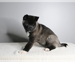 Small Photo #5 Akita Puppy For Sale in MILLERSBURG, OH, USA