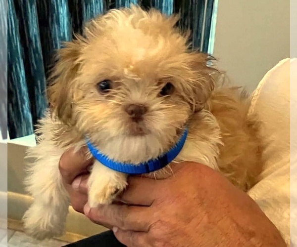 Medium Photo #4 Shih Tzu Puppy For Sale in WESTPORT, MA, USA