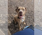 Loki - Male Mutt Dog for Adoption - Small photo