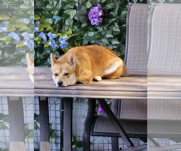 Medium Photo #8 Shiba Inu Puppy For Sale in Sandy, UT, USA