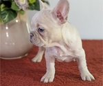 Small Photo #18 French Bulldog Puppy For Sale in GOSHEN, IN, USA