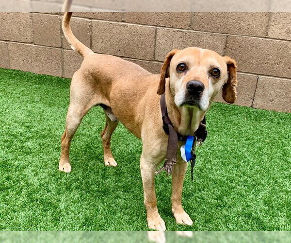 Medium Photo #1 Beagle-Unknown Mix Puppy For Sale in Moreno Valley, CA, USA