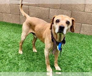 Beagle-Unknown Mix Dogs for adoption in Moreno Valley, CA, USA