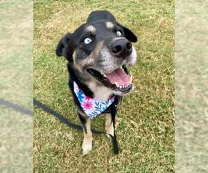 Rottweiler-Unknown Mix Dogs for adoption in Tulsa, OK, USA