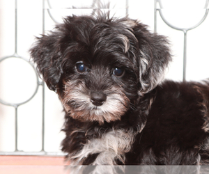 YorkiePoo Puppy for sale in NAPLES, FL, USA