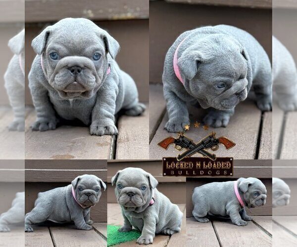 Medium Photo #1 French Bulldog Puppy For Sale in LAKE CITY, FL, USA
