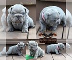 Small French Bulldog