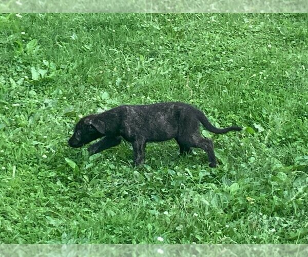 Medium Photo #3 Irish Wolfhound Puppy For Sale in BOUCKVILLE, NY, USA