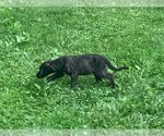Small #2 Irish Wolfhound