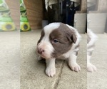 Puppy Bonnet Border Collie