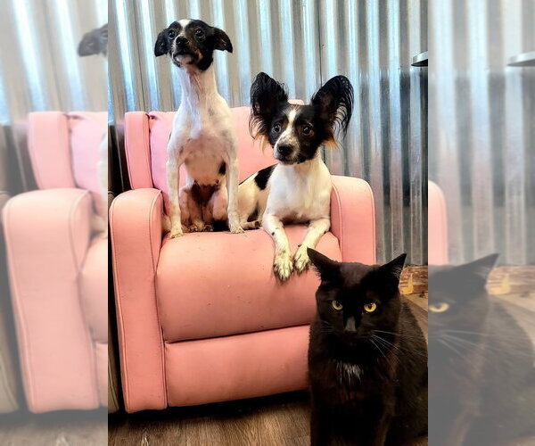 Medium Photo #4 Papillon-Unknown Mix Puppy For Sale in Germantown, OH, USA