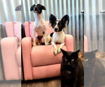 Small #3 Papillon Mix