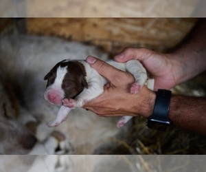 Karakachan Puppy for sale in BOONE, IA, USA