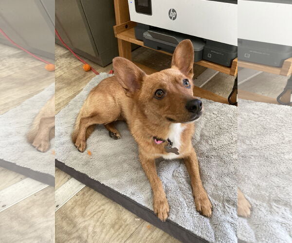 Medium Photo #8 Schipperke-Unknown Mix Puppy For Sale in San Diego, CA, USA