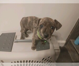 Miniature Schnauzzie-Yorkshire Terrier Mix Puppy for sale in MARIETTA, GA, USA