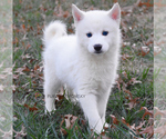 Image preview for Ad Listing. Nickname: Frosty Pomsky