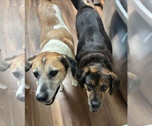 TREY - Male Mutt Dog for Adoption - Photo #7