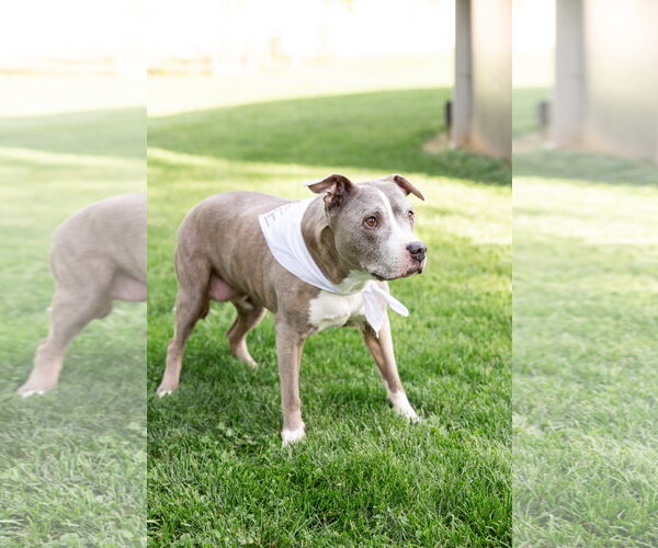 Medium Photo #6 Mutt Puppy For Sale in Crete, IL, USA